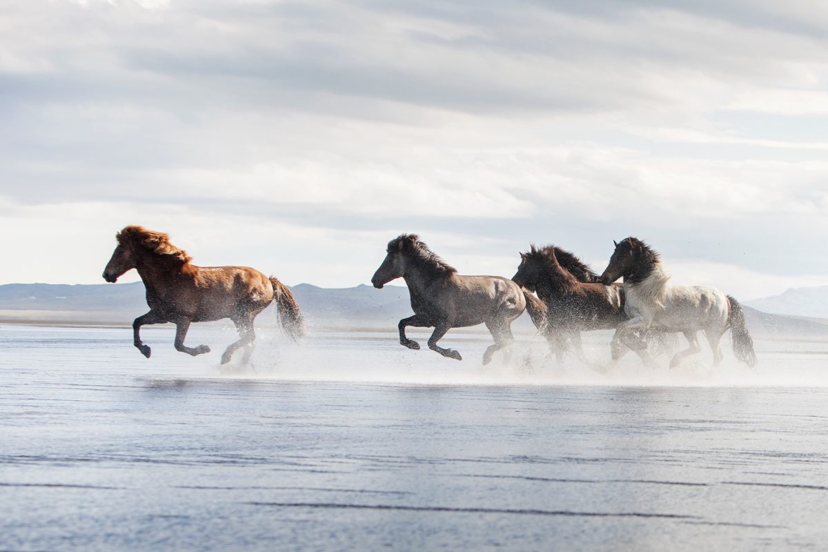 Tophorses