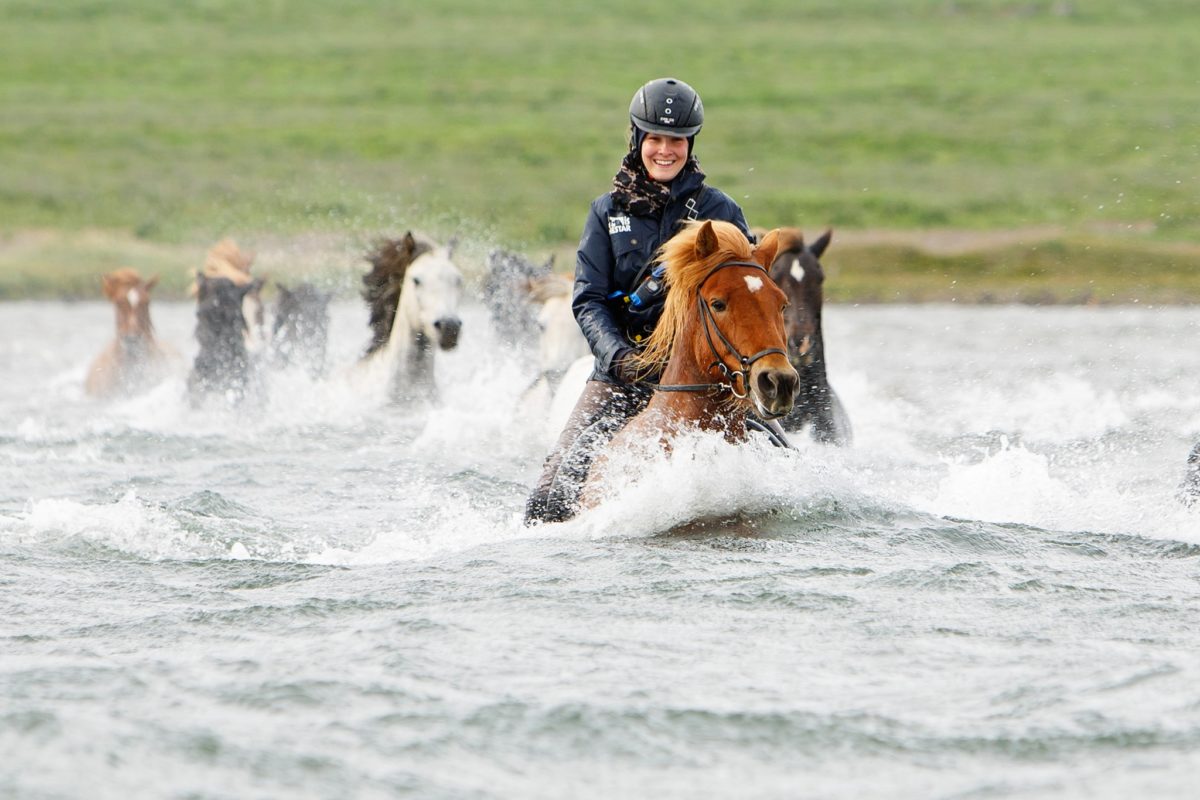 Tophorses