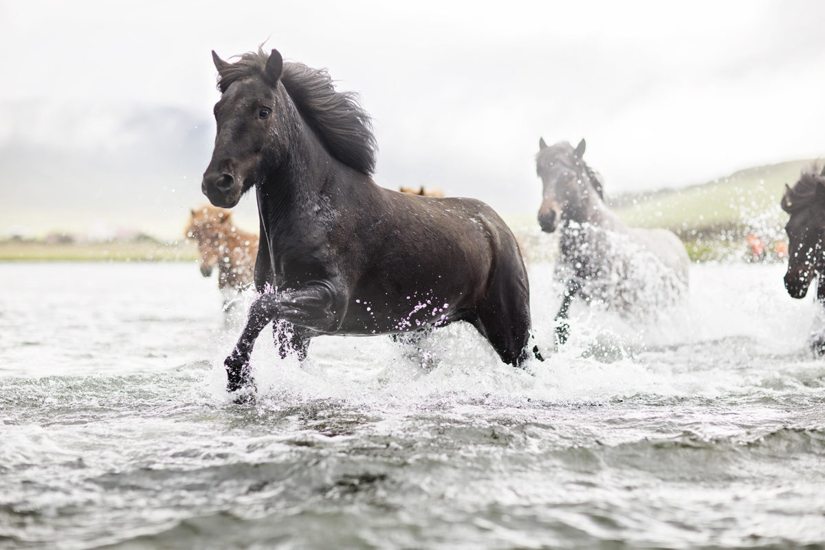 Tophorses