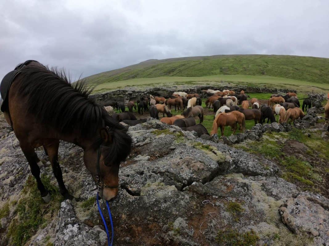 Tophorses