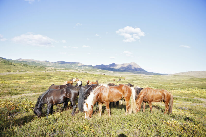 The Arctic North - Image 5