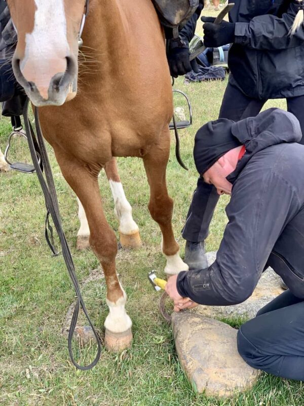 Tophorses