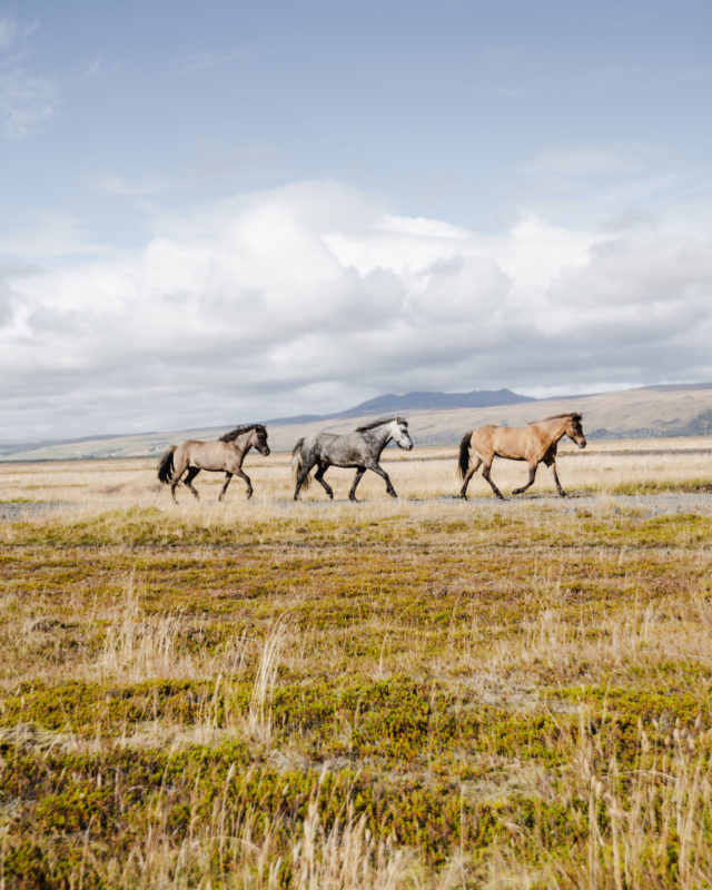 Tophorses