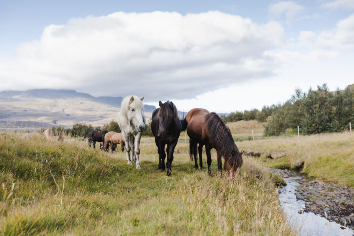 Tophorses