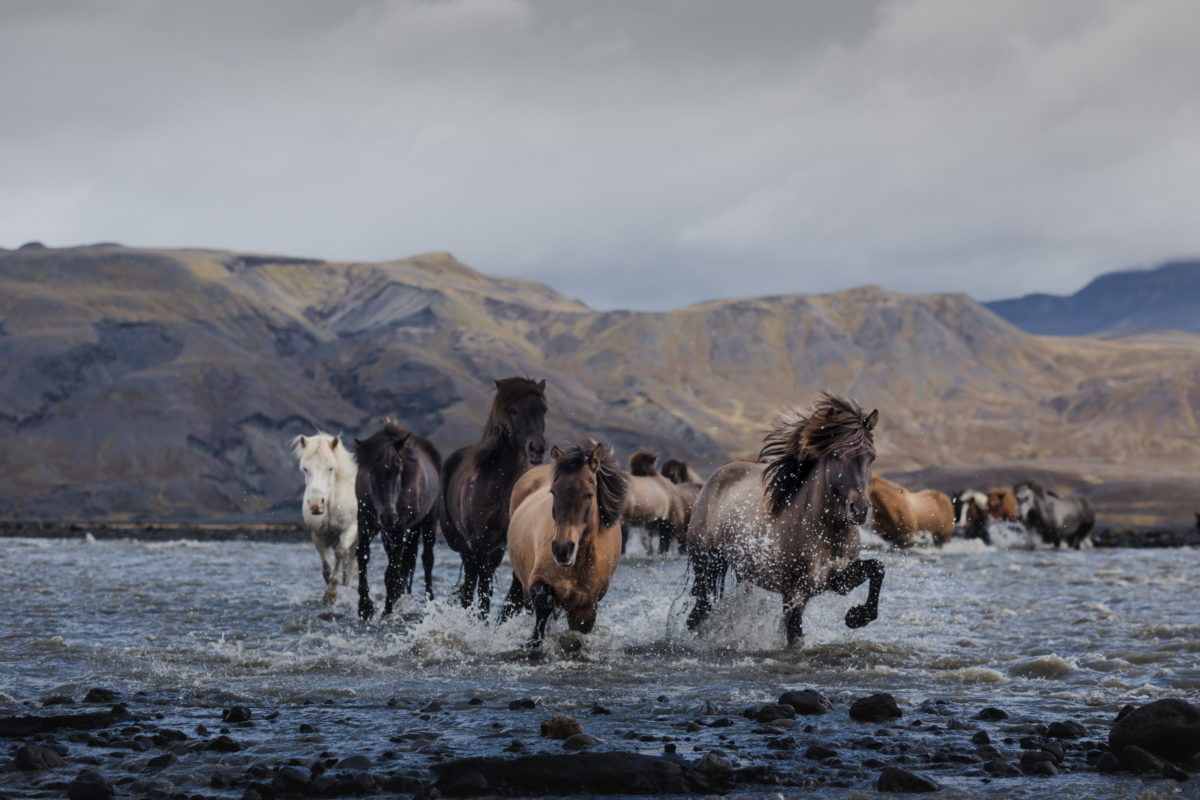 Tophorses