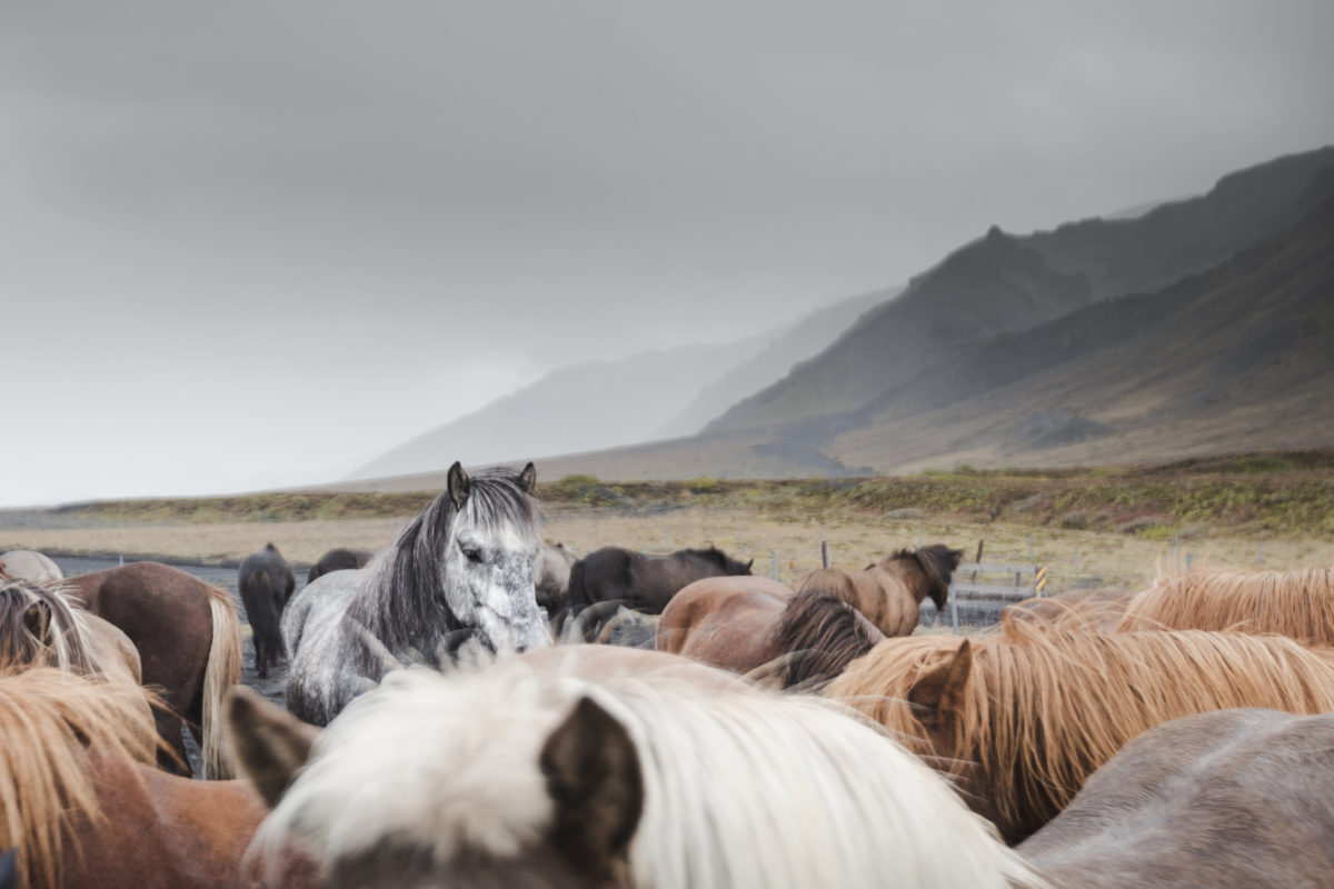 Tophorses