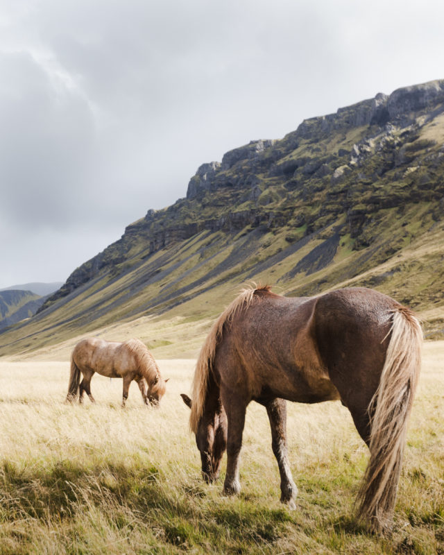 Tophorses