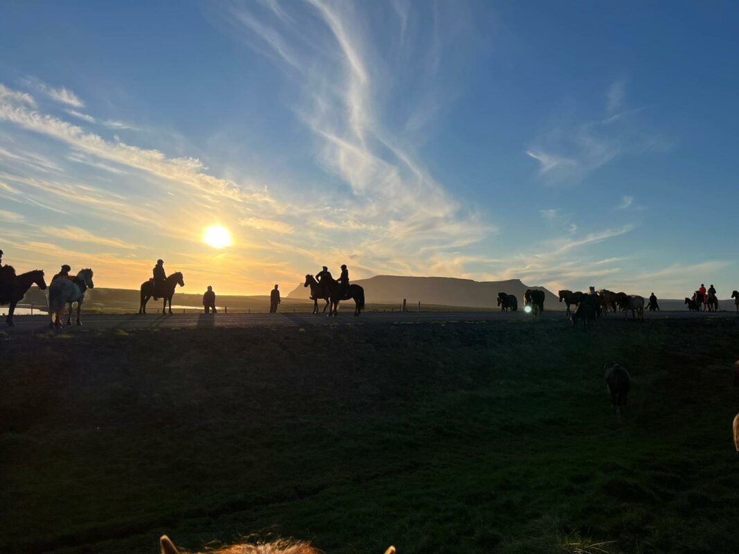 Tophorses