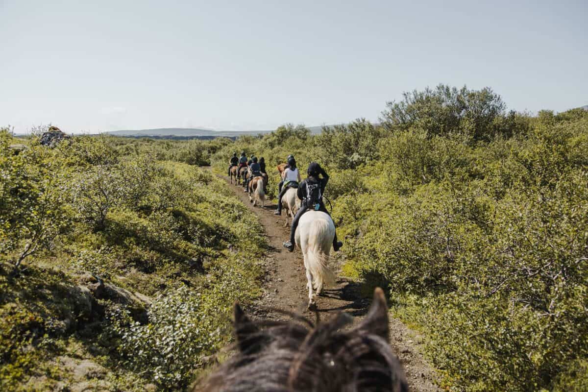Tophorses